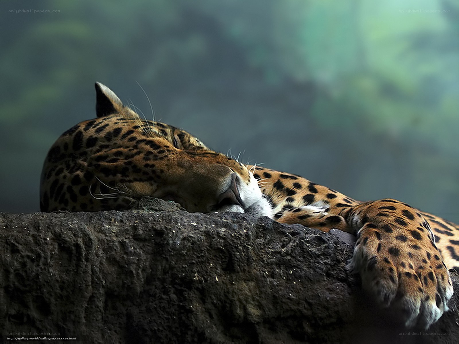 Leopard resting on rock
