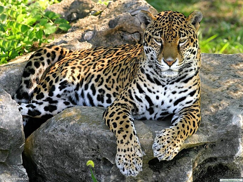 Leopard resting on rocks