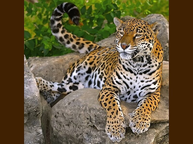Leopard resting on rocks
