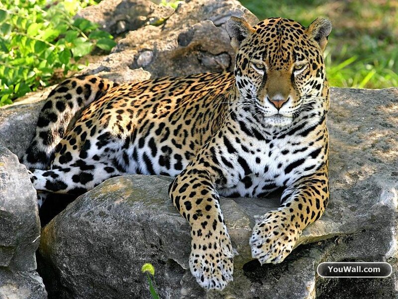 Leopard Resting on Rocks — Brown