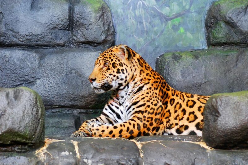 Leopard Resting on Rocks — Orange