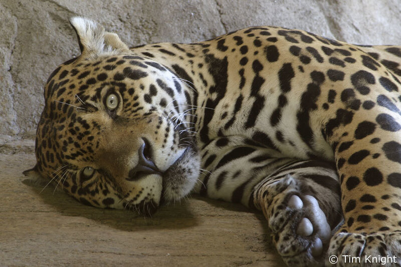 Leopard resting on stone