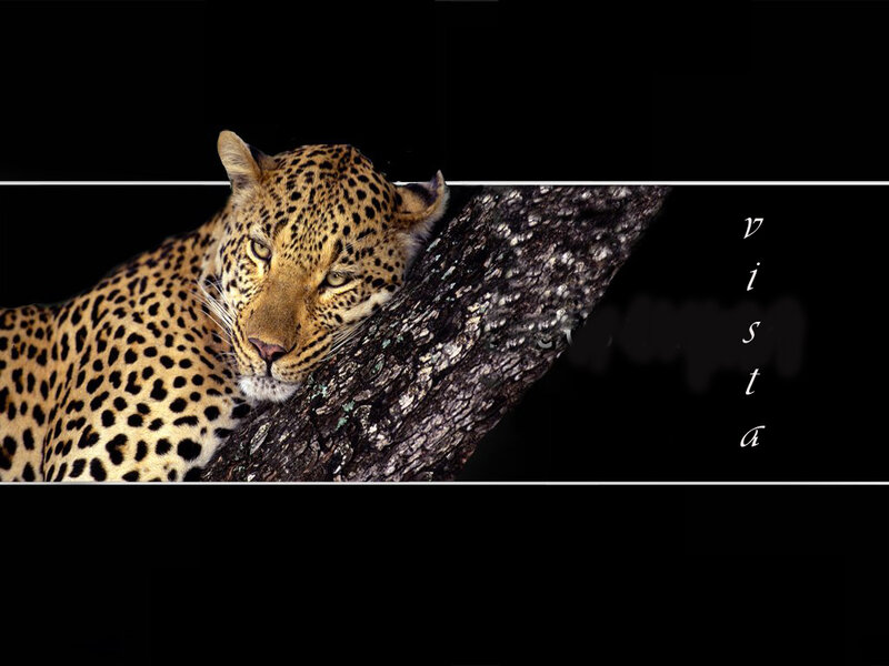 Leopard Resting on Tree — Black