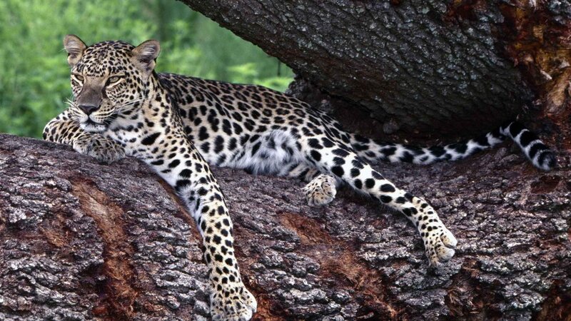 Leopard resting on tree branch