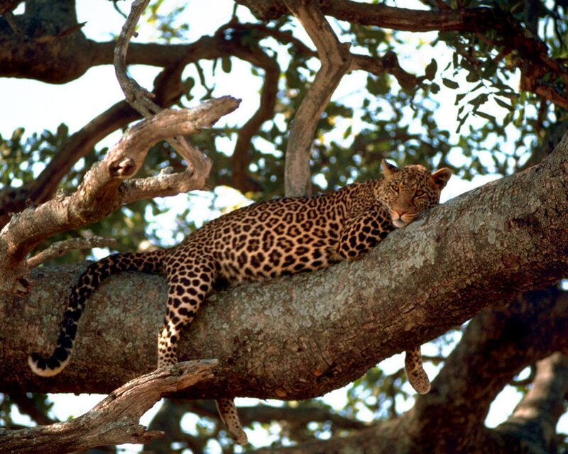 Leopard Resting on Tree Branch — Brown