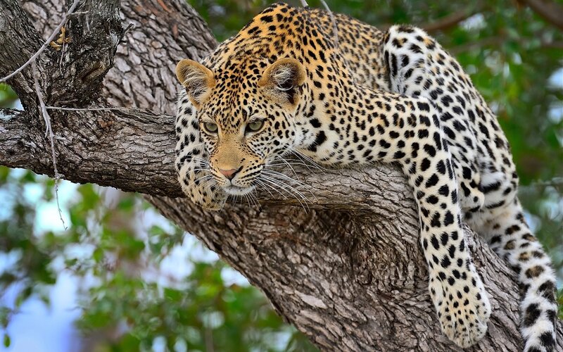 Leopard resting on tree branch