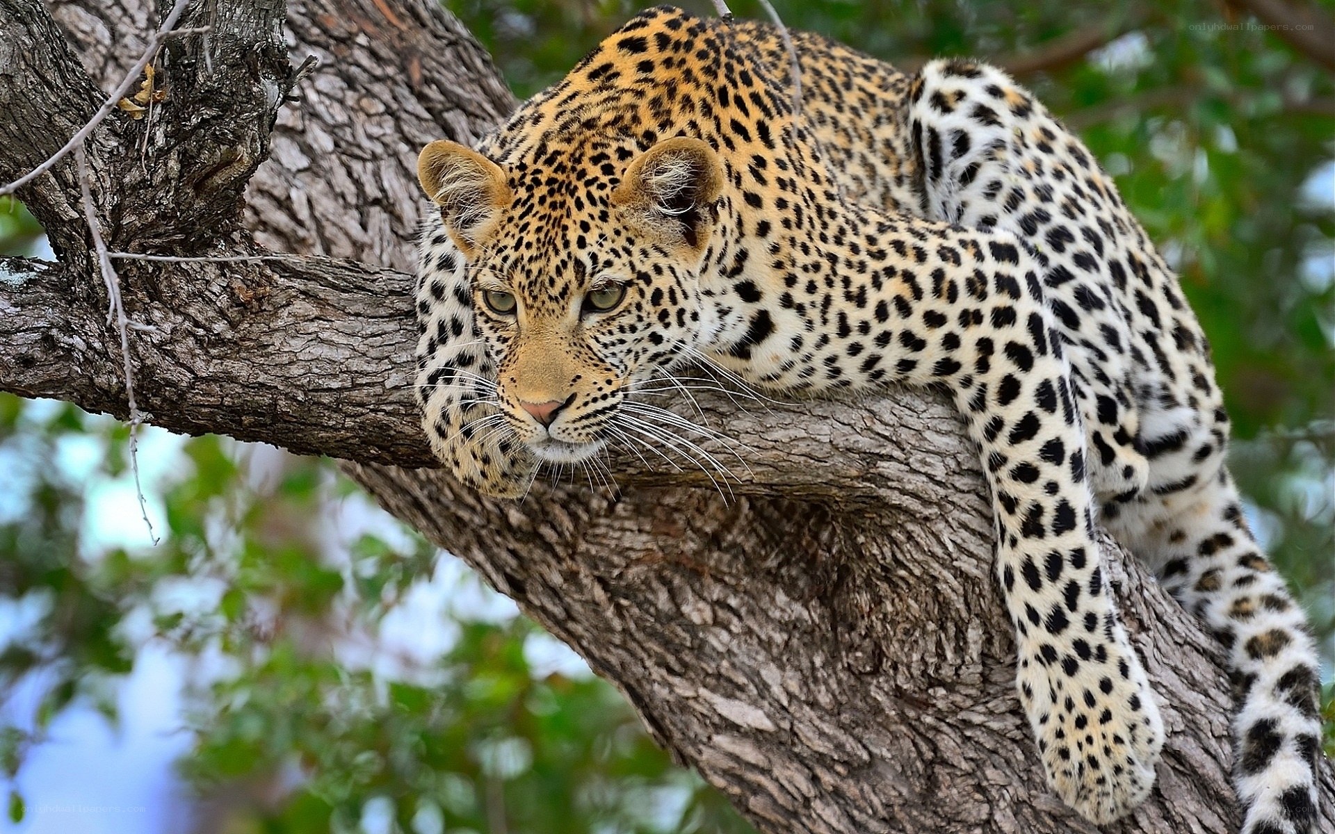 Leopard resting on tree branch