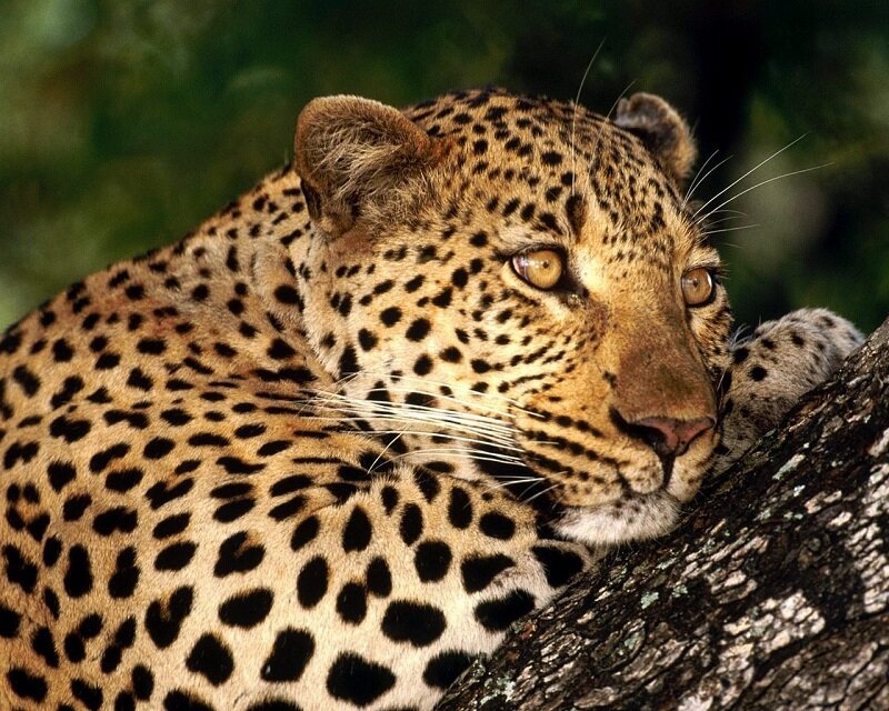Leopard Resting on Tree — Brown, Black