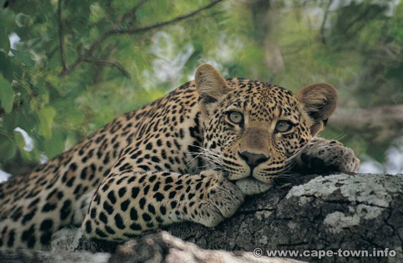 Leopard Resting on Tree — Brown, Calm, Afternoon, Photograph, Forest