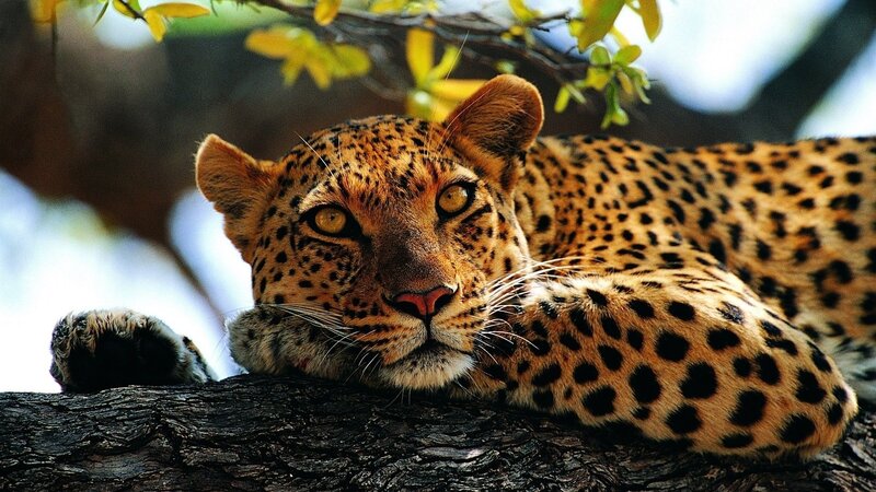 Leopard Resting on Tree — Brown, Calm, Afternoon, Photograph, Tree Branch, Leaves