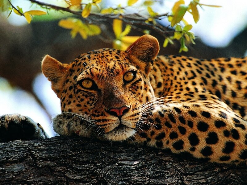 Leopard Resting on Tree — Brown, Calm, Afternoon, Photograph, Tree Branch