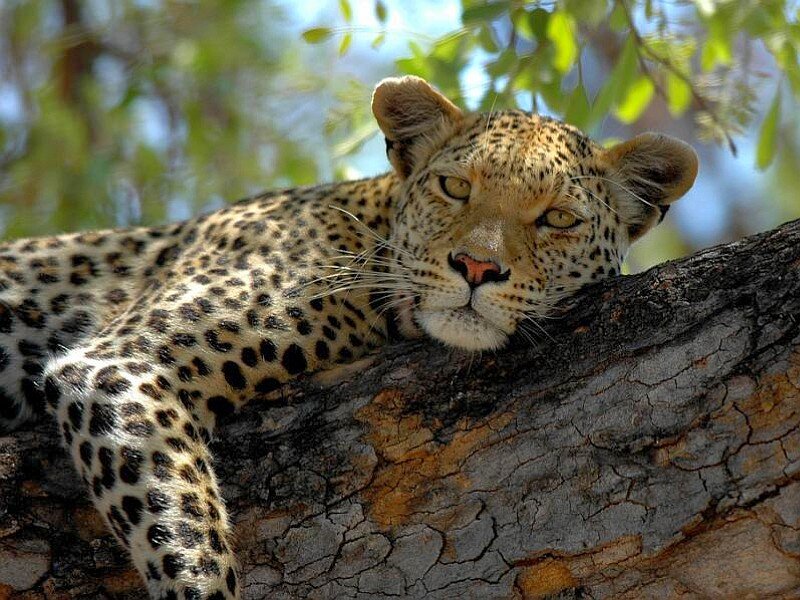 Leopard Resting on Tree — Brown, Calm, Afternoon