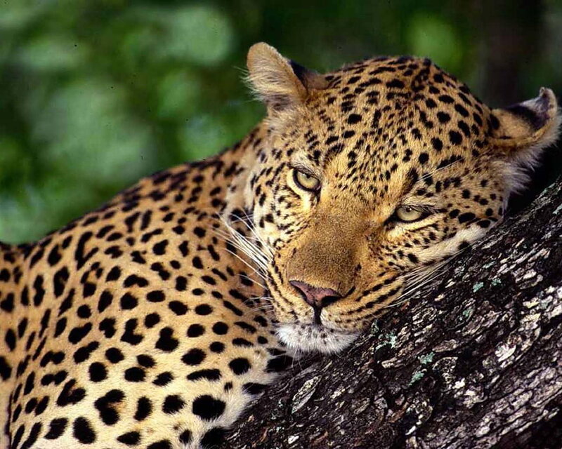 Leopard Resting on Tree — Brown, Calm, Photograph, Forest