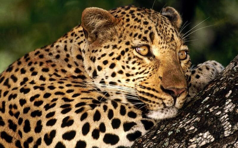 Leopard Resting on Tree — Brown, Calm