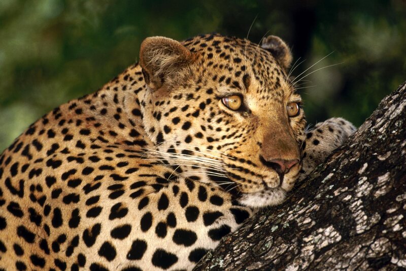 Leopard Resting on Tree — Brown, Photograph