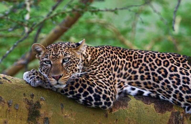 Leopard Resting on Tree — Brown