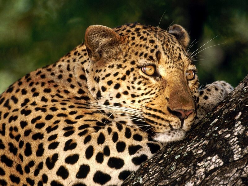 Leopard Resting on Tree — Calm