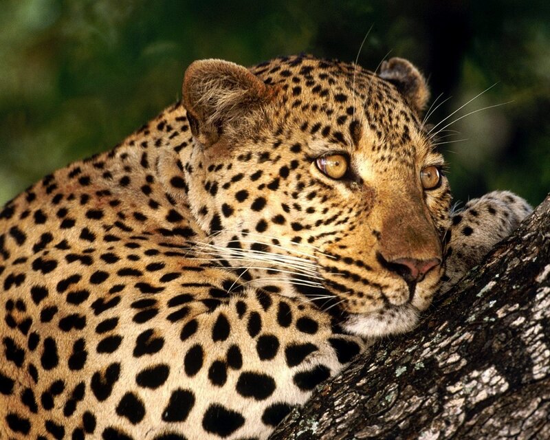 Leopard Resting on Tree — Forest
