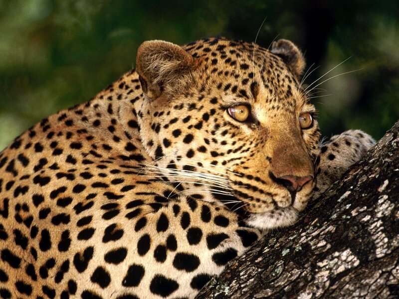 Leopard Resting on Tree — Green