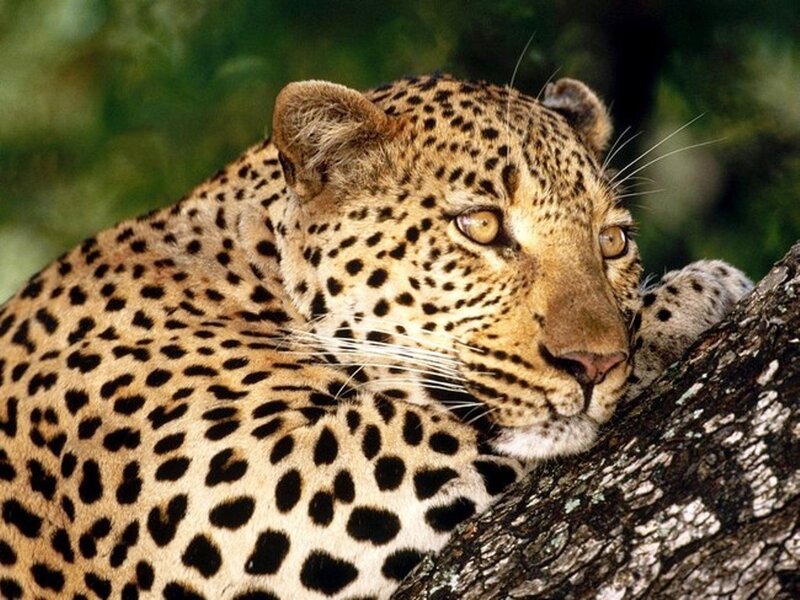 Leopard Resting on Tree