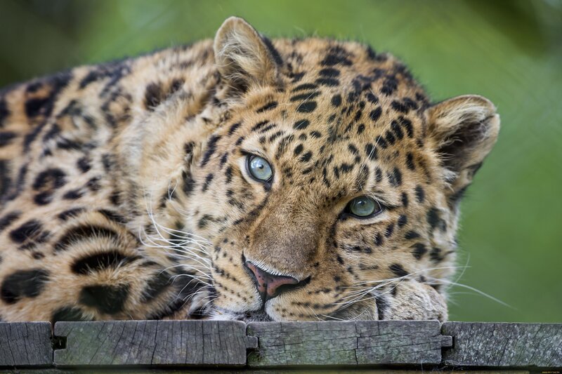 Leopard Resting on Wood — Brown