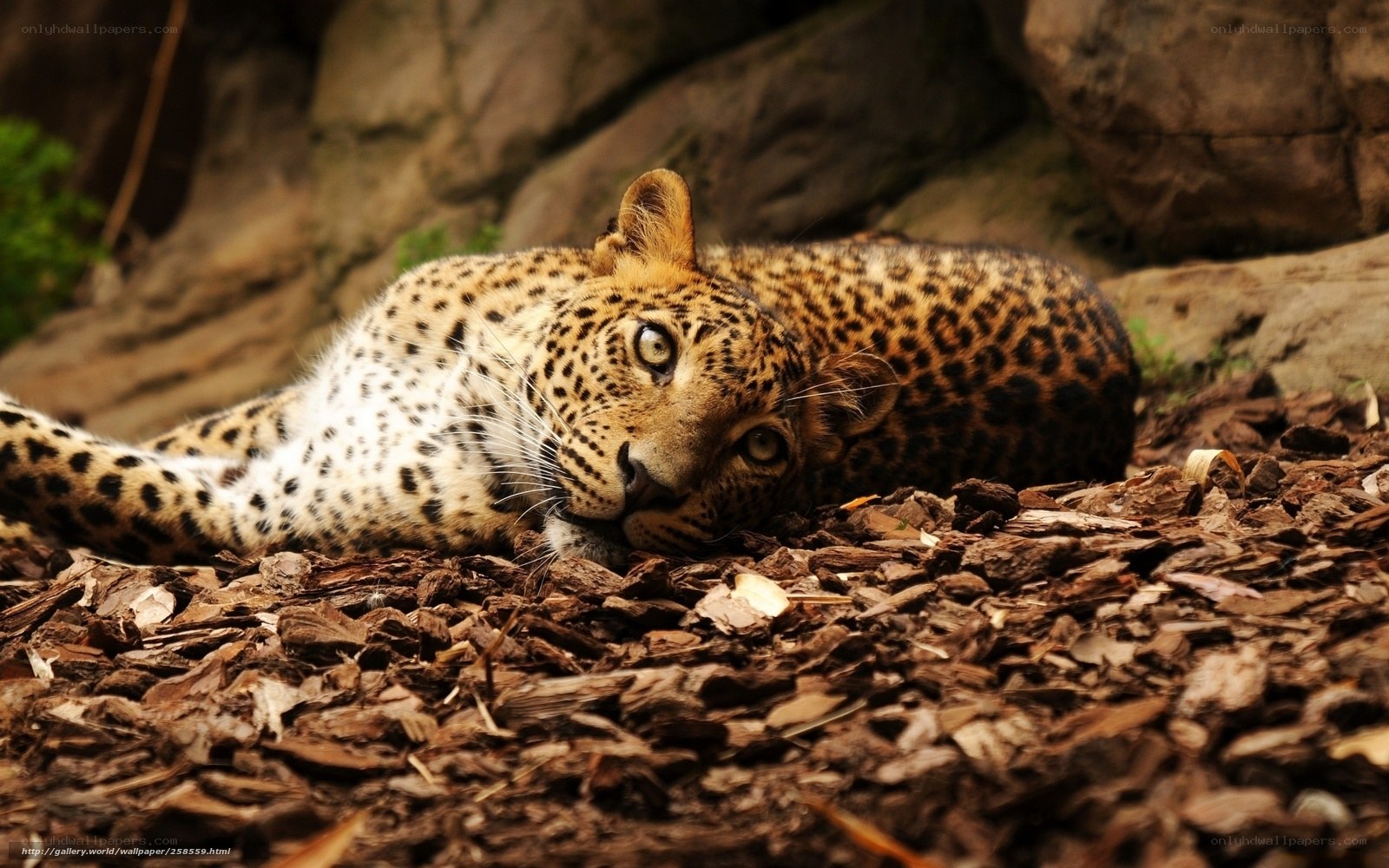 Leopard resting on wood chips