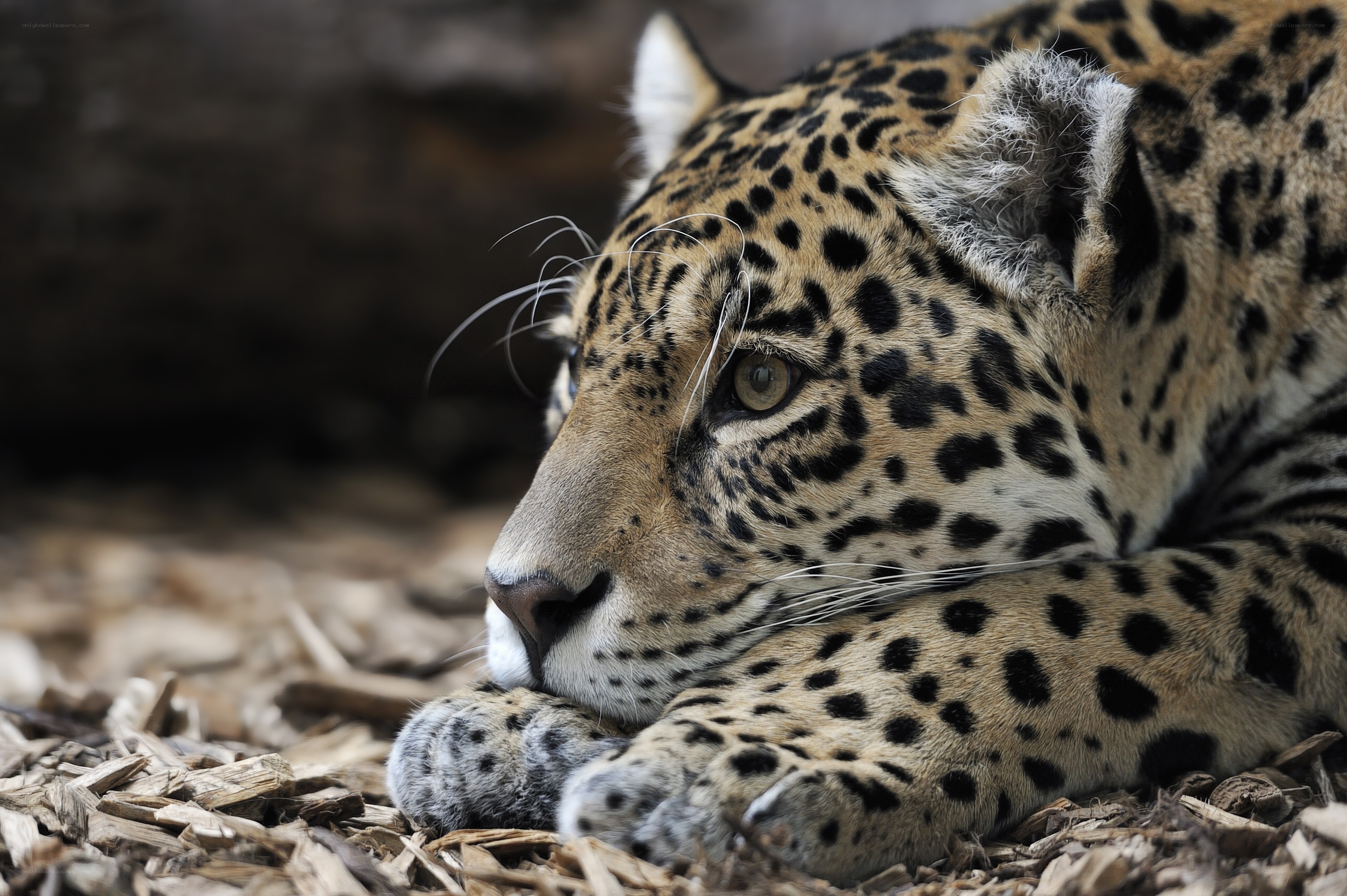 Leopard resting on wood chips