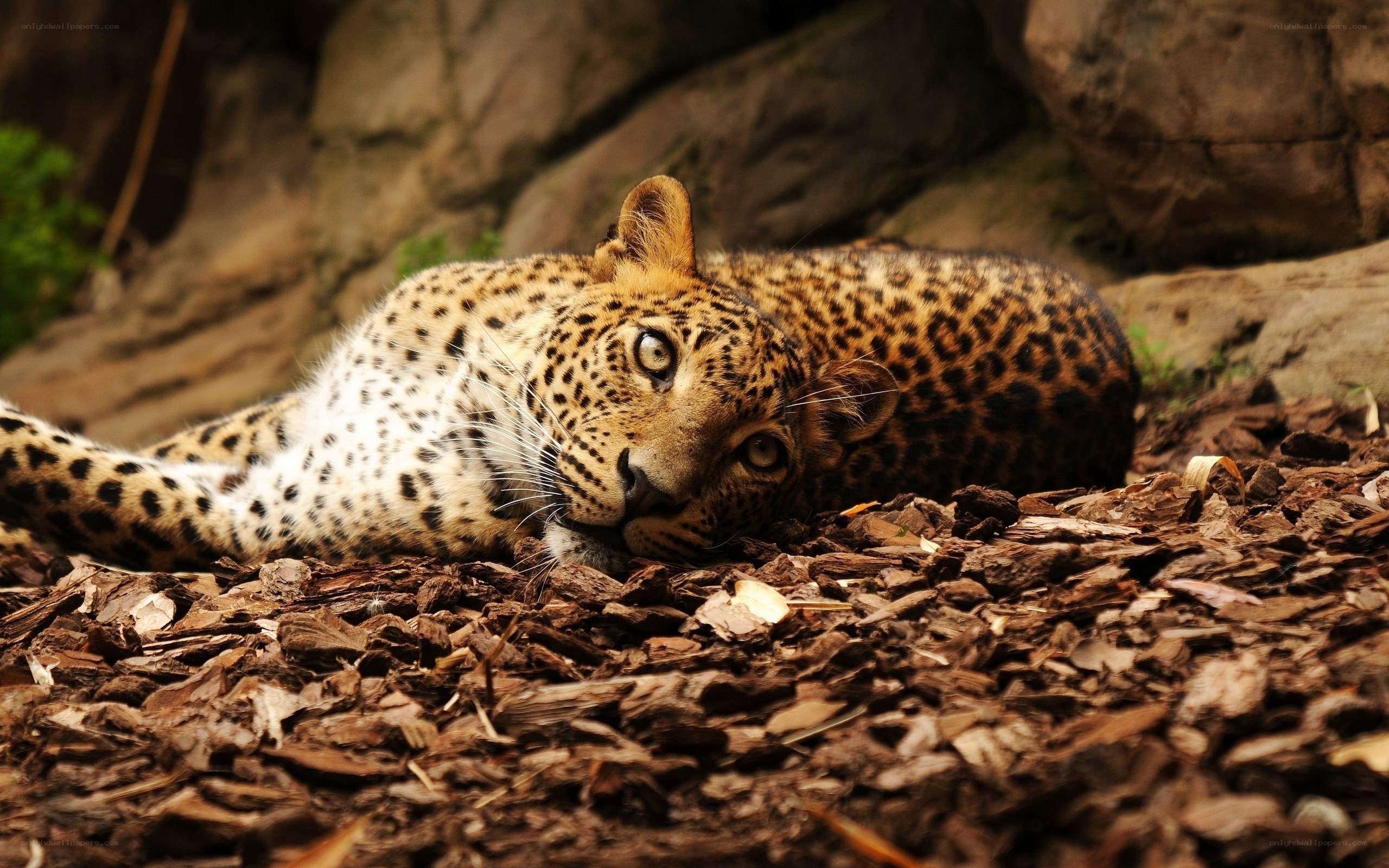 Leopard resting on wood chips