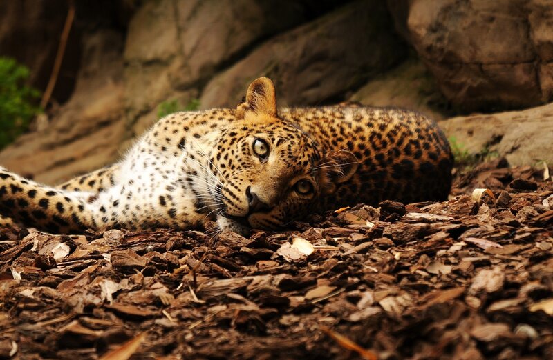 Leopard resting on wood chips