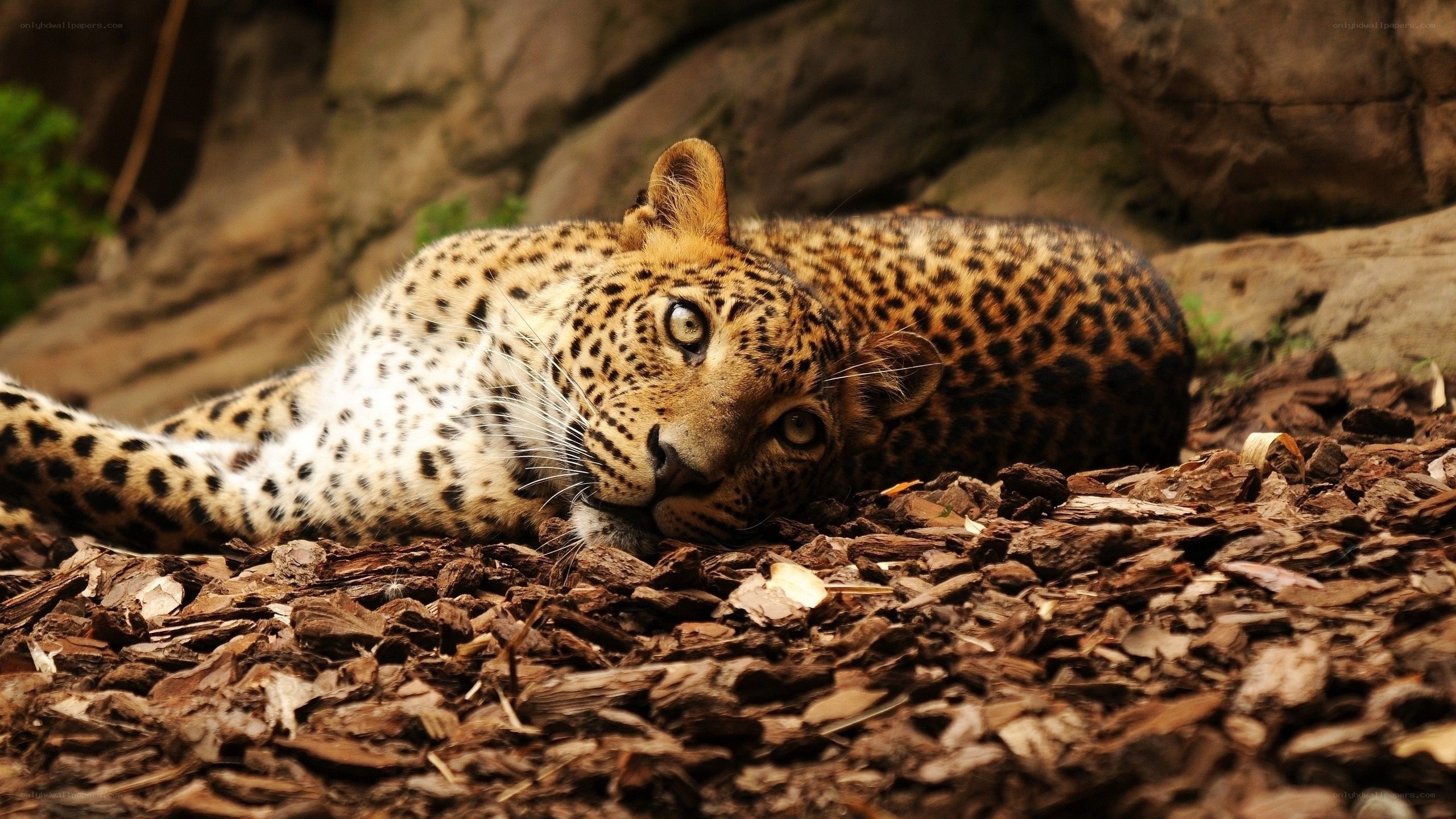 Leopard resting on wood chips
