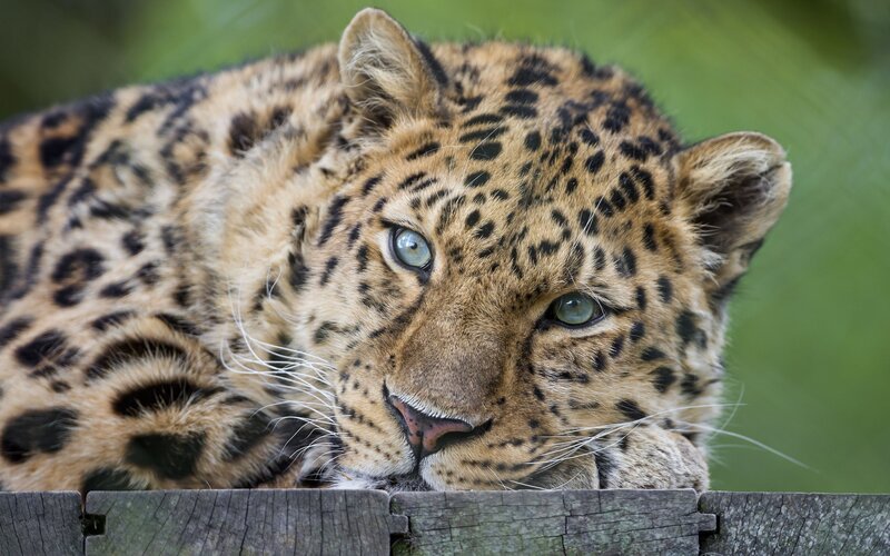 Leopard resting on wooden fence