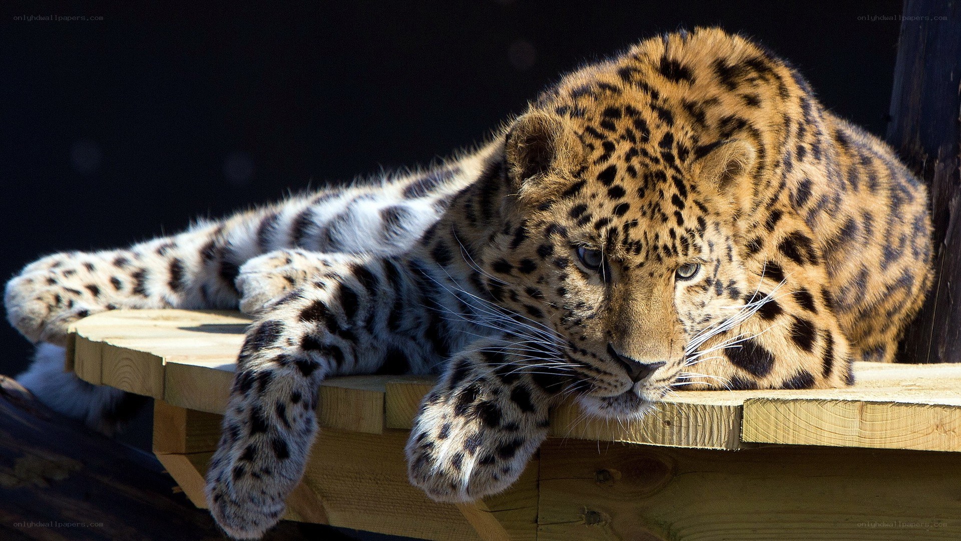 Leopard resting on wooden platform