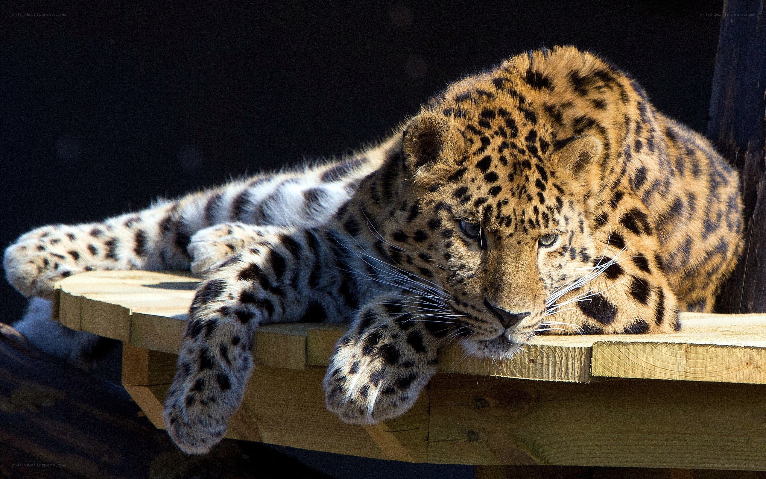 Leopard resting on wooden platform