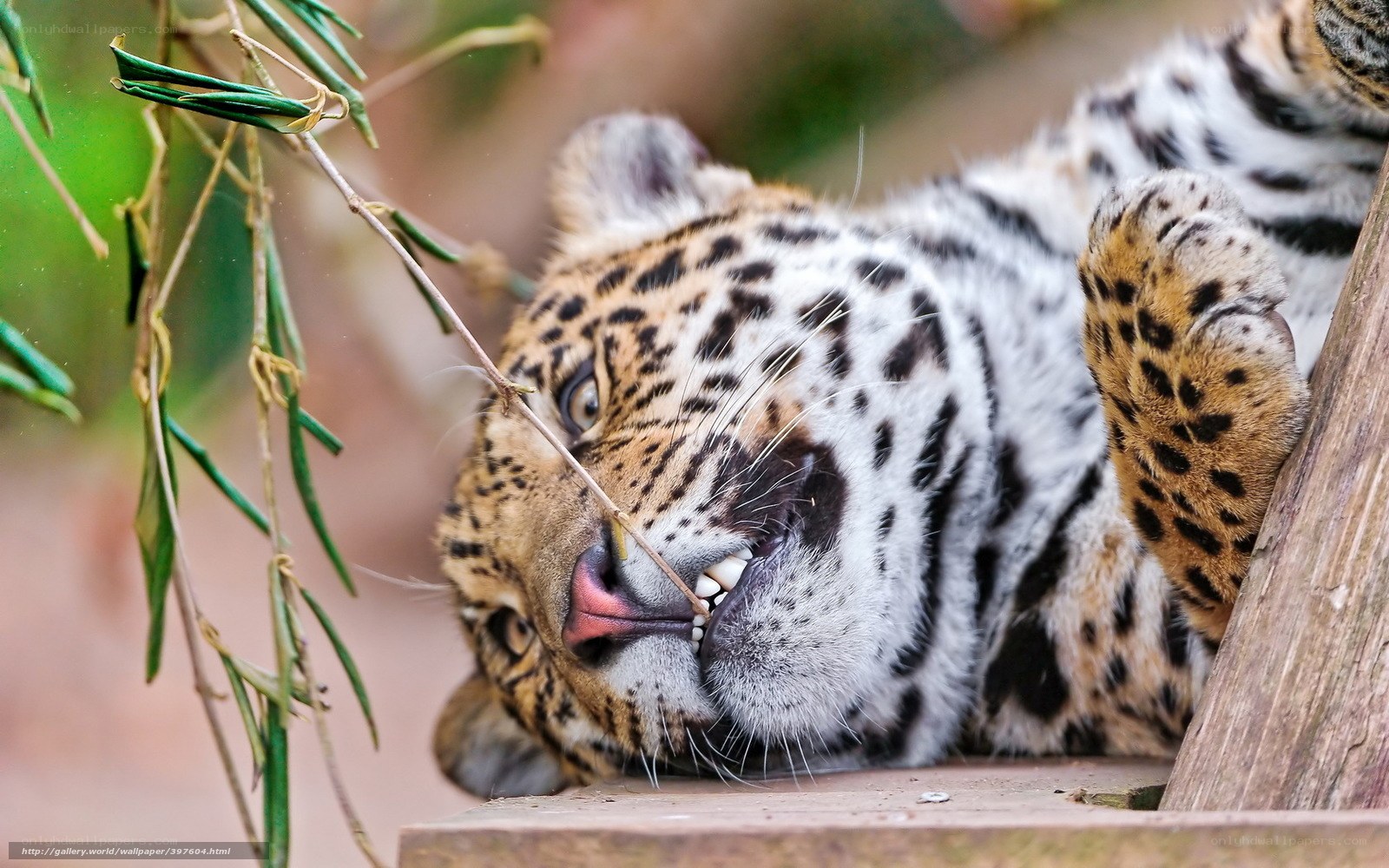leopard resting on wooden surface