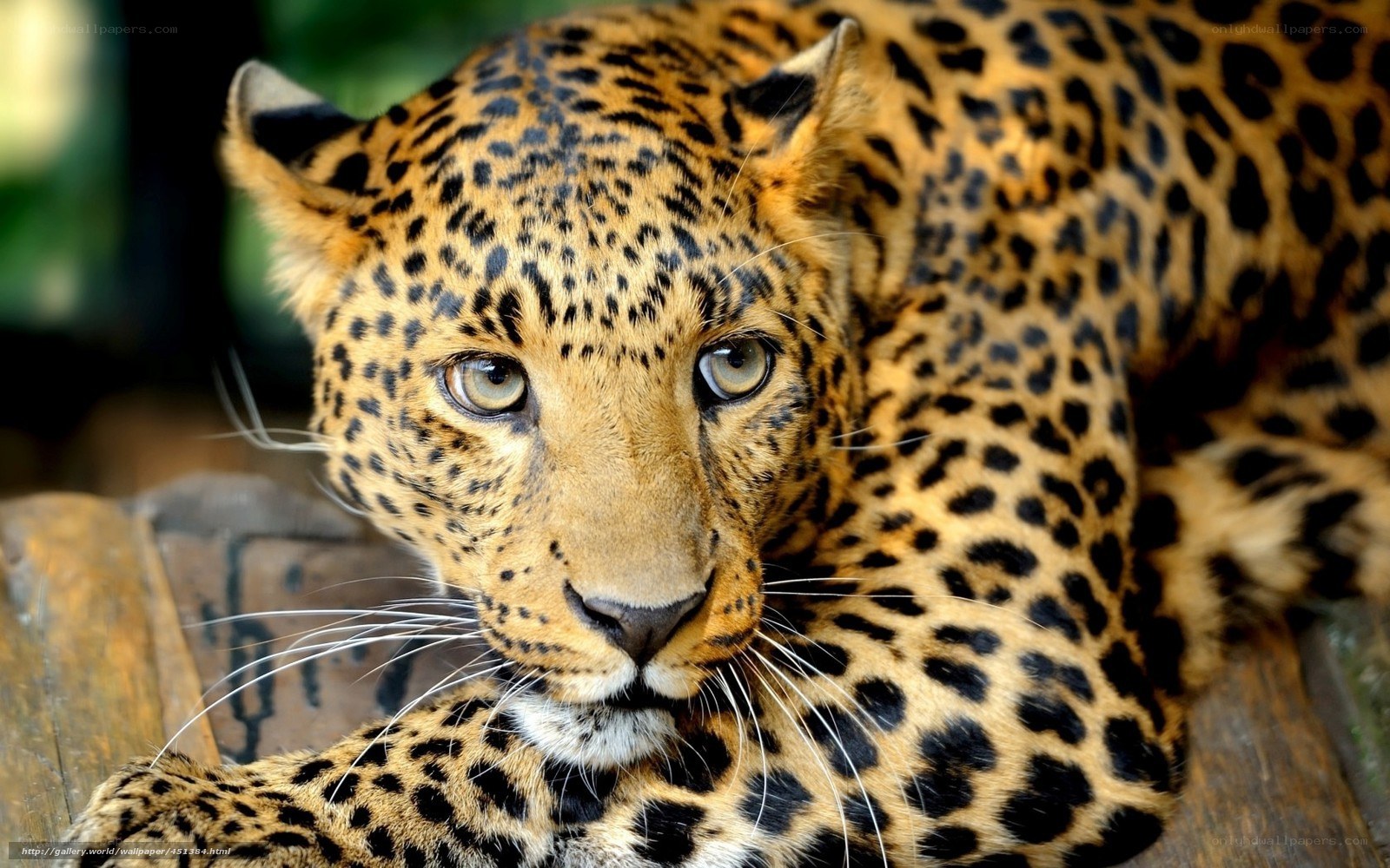 Leopard resting on wooden surface