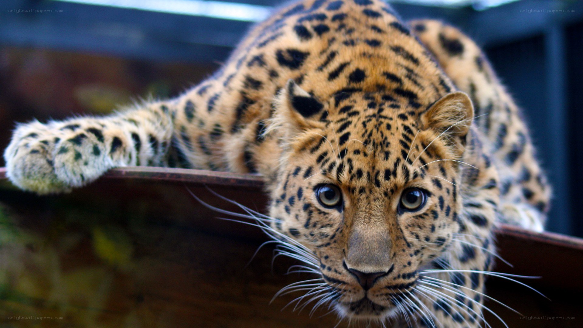 leopard resting on wooden surface