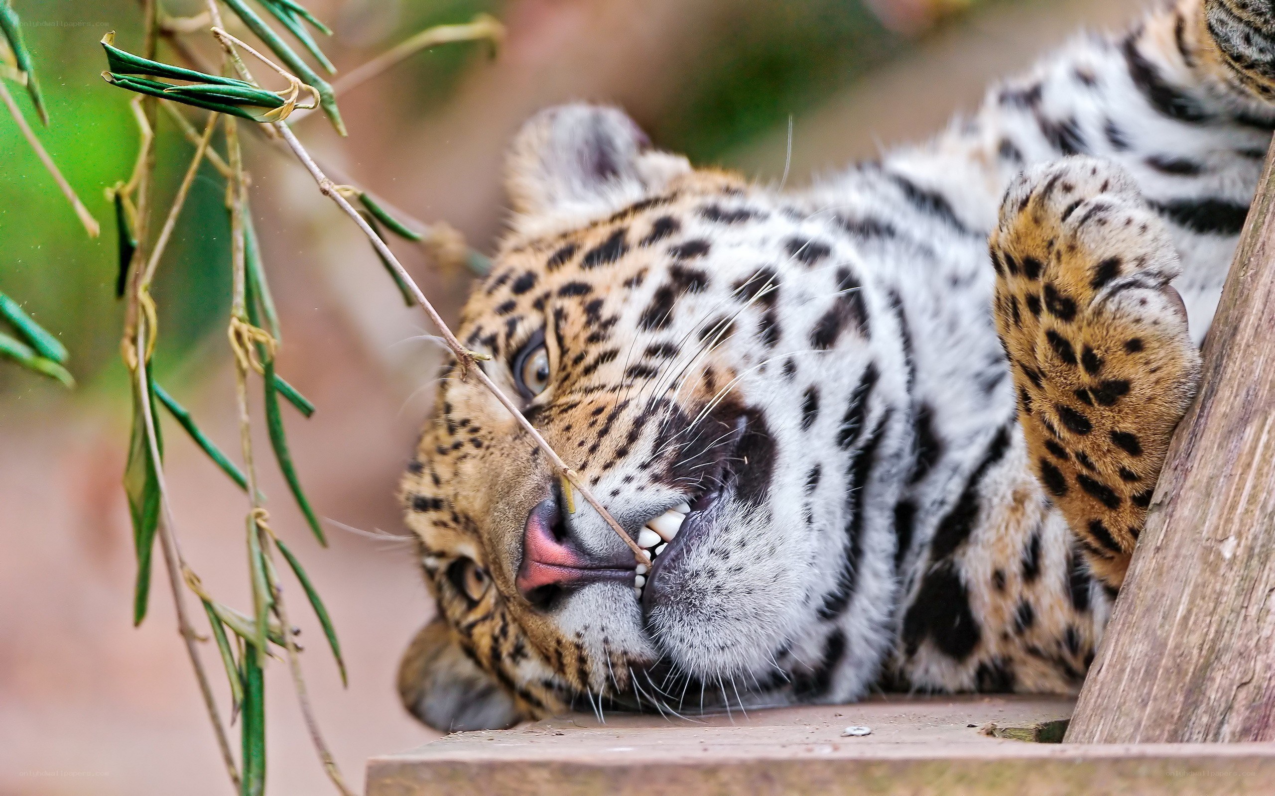 Leopard resting on wooden surface