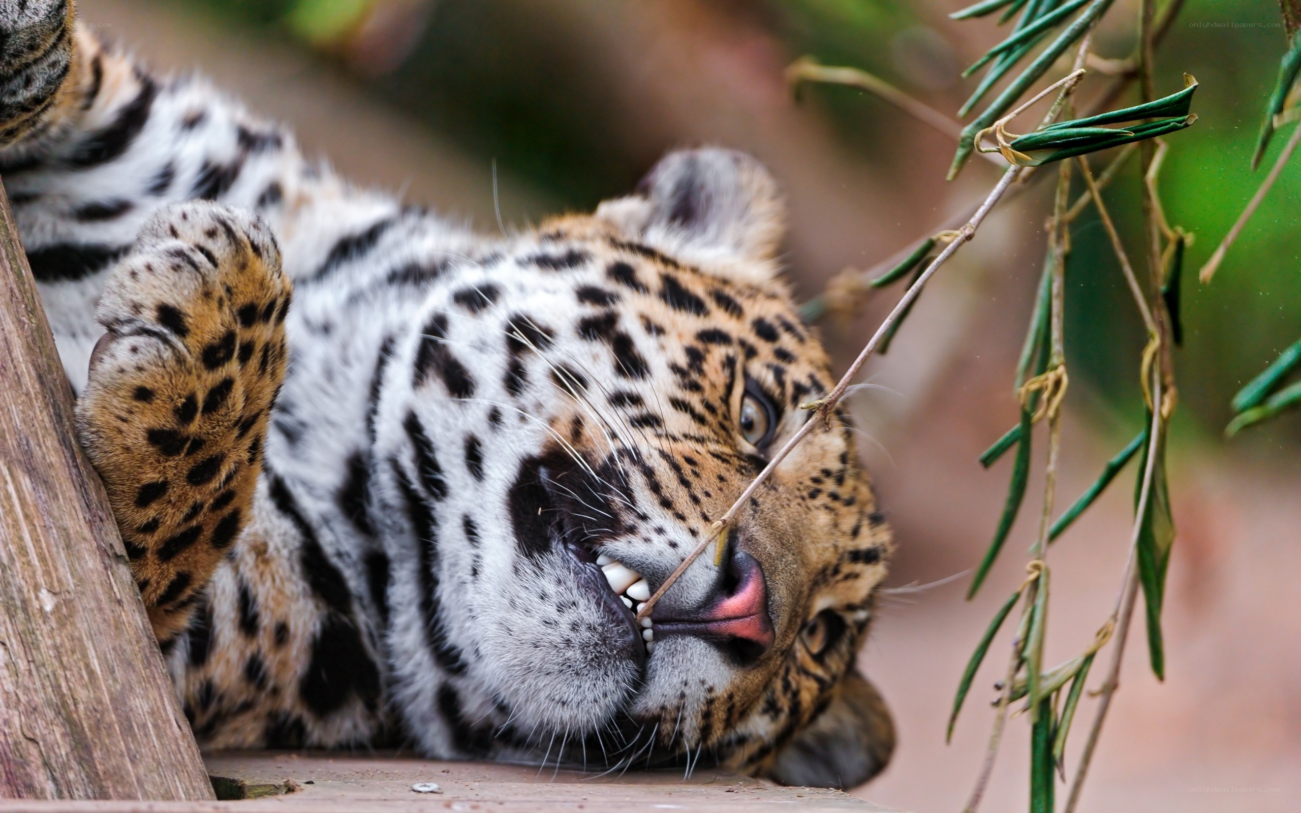 leopard resting on wooden surface