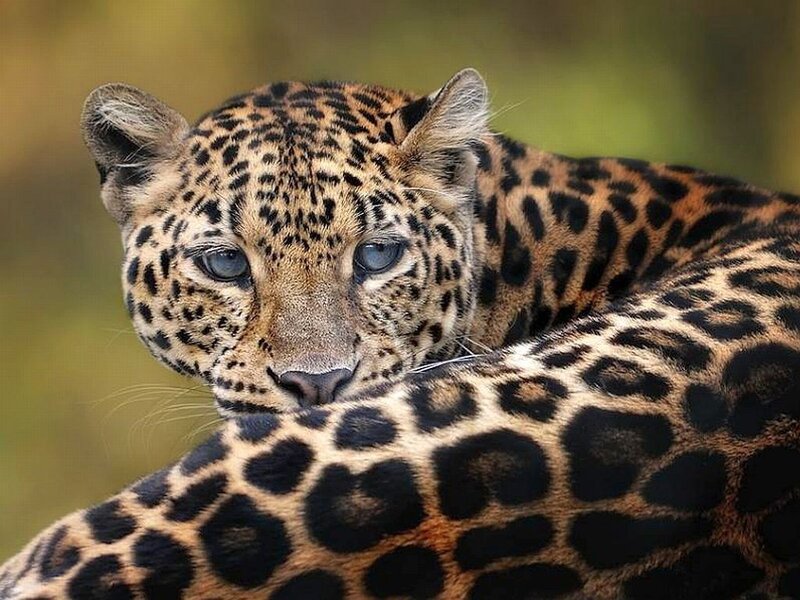 Leopard Resting