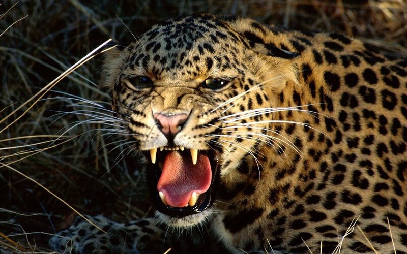 Leopard Roaring — Brown, Aggressive, Photograph, Grass, Open Mouth, Teeth