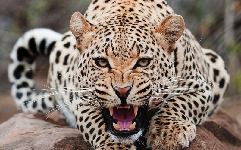 Leopard Roaring — Brown, Aggressive, Photograph, Rock