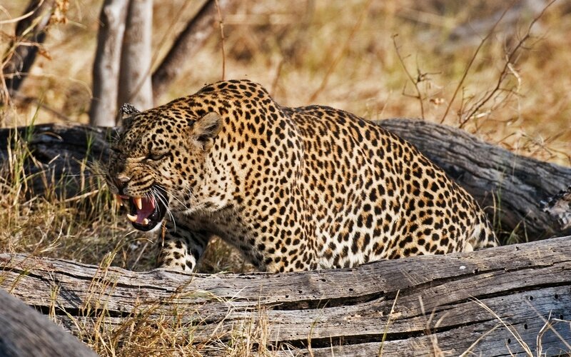 Leopard Roaring — Brown, Intense, Afternoon