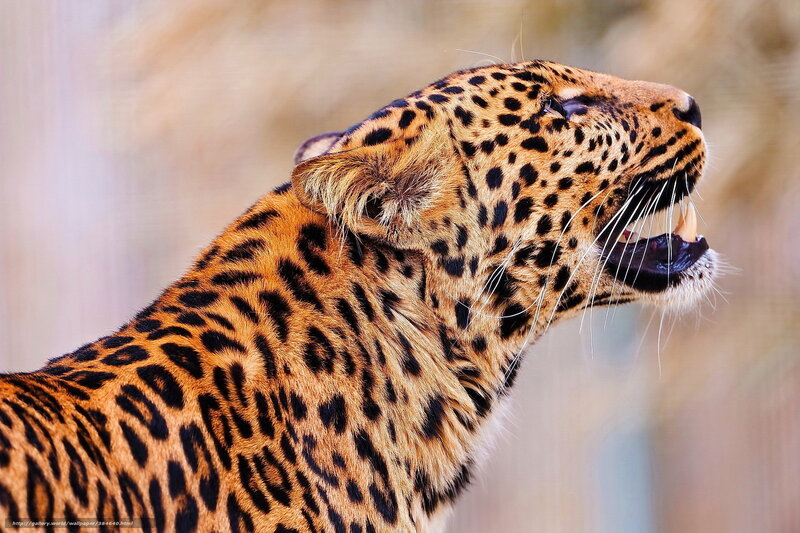 Leopard Roaring — Brown, Intense, Photograph, Open Mouth