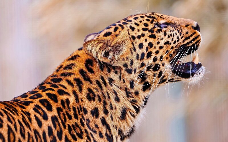 Leopard Roaring — Brown, Intense, Photograph, Open Mouth, Whiskers