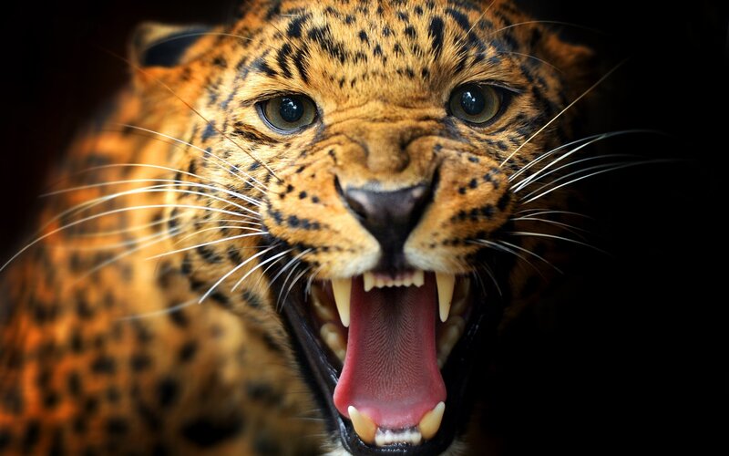 Leopard Roaring — Brown, Intense, Photograph