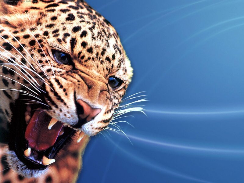 leopard roaring close-up