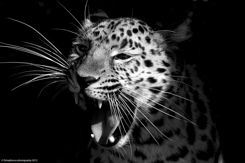 leopard roaring in black and white