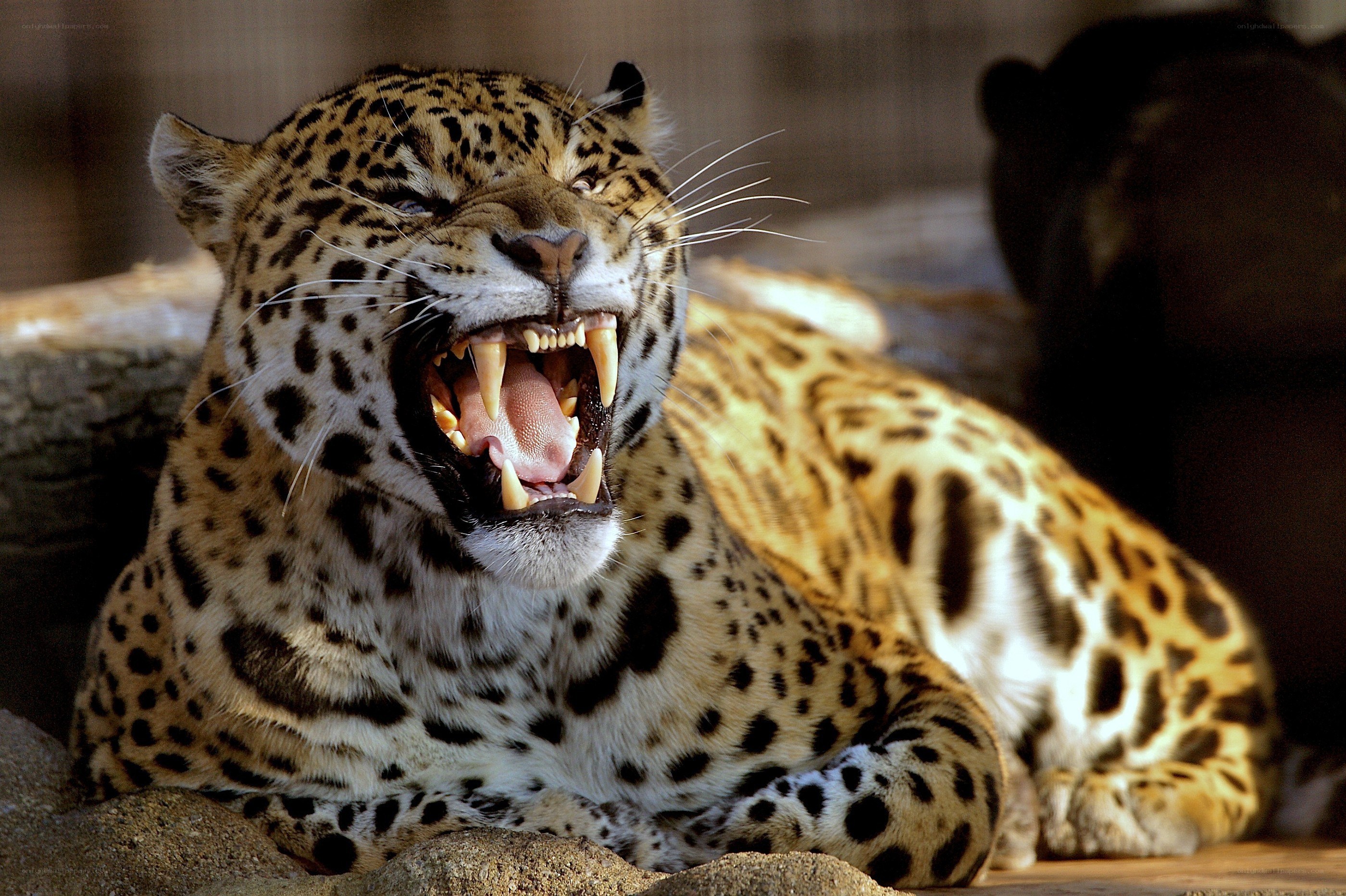 Leopard roaring in enclosure