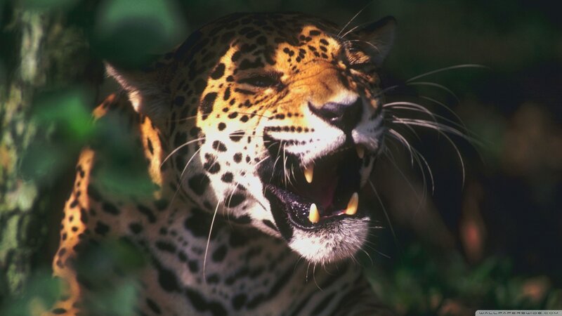 Leopard Roaring in Forest — Brown