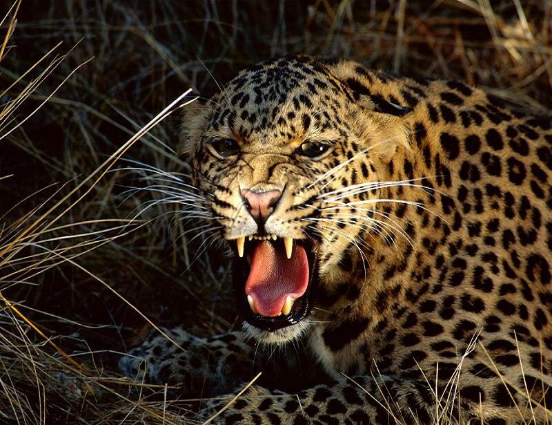 Leopard Roaring in Grass — Brown, Aggressive, Photograph